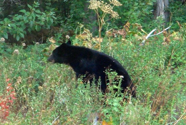 quoi faire si tu rencontre un ours