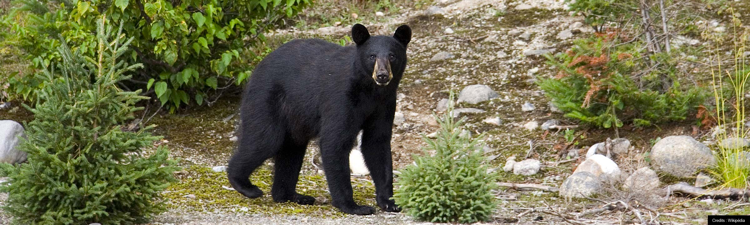 quoi faire rencontre ours